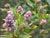 Ceanothus 'Gerda Isenberg' - Wild Lilac