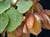 Fremontodendron 'Ken Taylor' - Flannelbush