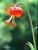 Lilium pardalinum  - Leopard Lily