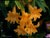 Mimulus longiflorus  - Southern Bush Monkeyflower