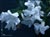 Mimulus -White - Monkeyflower