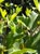 Platanus racemosa  - Western Sycamore