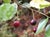 Prunus ilicifolia lyonii  - Catalina Cherry