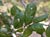 Quercus agrifolia  - Coast Live Oak