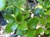 Quercus chrysolepis  - Canyon Live Oak