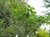 Quercus kelloggii  - California Black Oak