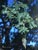 Quercus lobata  - Valley Oak