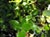 Quercus parvula shrevei  - Santa Cruz Mountain Oak