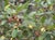 Rhamnus californica 'Eve Case' - Coffeeberry