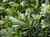 Rhamnus californica 'Mound San Bruno' - Coffeeberry