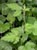 Rubus ursinus  - Western Blackberry
