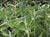 Salvia mellifera x leucophylla  - Hybrid Sage