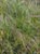 Nassella pulchra  - Purple Needle Grass