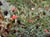 Epilobium 'Brilliant Smith' - California Fuchsia