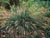 Calamagrostis foliosa  - Leafy Reed Grass