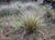Calamagrostis nutkaensis  - Pacific Reed Grass