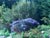 Ceanothus 'Wheeler Canyon' - Wild Lilac