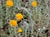 Eriophyllum confertiflorum  - Golden Yarrow