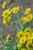 Eriophyllum lanatum  - Dwarf Woolly Daisy