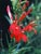 Lobelia cardinalis  - Scarlet Lobelia