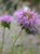 Monardella villosa  - Common Coyote Mint