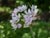 Allium unifolium  - Meadow Onion