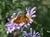 Aster chilensis  - Chilean Aster