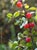 Rhamnus crocea  - Red Berry