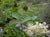 Sambucus racemosa racemosa  - Red Elderberry