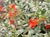 Epilobium septentrionalis 'Select Mattole' - California Fuchsia