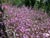 Clarkia rubicunda  - Farewell to Spring