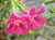 Mimulus 'Ruby Silver' - Ruby-Colored Monkeyflower