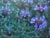 Salvia clevelandii  - Cleveland Sage