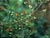 Scrophularia californica  - California Figwort