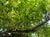 Salix lasiolepis  - Arroyo Willow