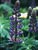Lupinus polyphyllus  - Marsh Lupine