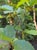 Alnus incana tenuifolia  - Mountain Alder