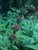 Salvia spathacea 'Powerline Pink' - Hummingbird Sage