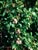 Arctostaphylos edmundsii parvifolia  - Bronze Mat Manzanita