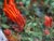 Monardella macrantha  - Hummingbird Mint