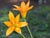 Lilium parvum crocatum  - Fairy Lily