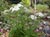 Achillea millefolium 'Sonoma Coast' - Sonoma White Yarrow