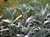 Artemisia ludoviciana 'Valerie Finnis' - Silver Wormwood