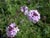 Verbena lilacina 'De la Mina' - Cedros Island Verbena