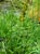Koeleria macrantha  - June Grass