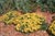 Eriogonum umbellatum 'Excellent Yellow' - Sulfur Buckwheat