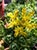 Sedum spathulifolium  - Green Stonecrop