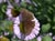 Erigeron glaucus 'Bountiful' - Seaside Daisy