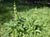 Salvia spathacea 'Avis Keedy' - Yellow-Flowered Hummingbird Sage