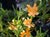 Mimulus bifidus - Monkeyflower